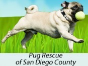 Pug Rescue San Diego