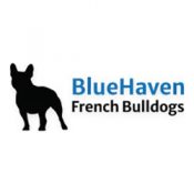 blue-haven-french-bulldogs breeders atlanta